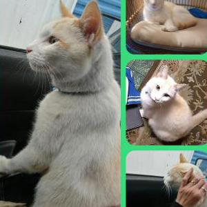 Image of Gandolf, Lost Cat