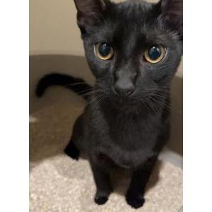 Image of Loki, Lost Cat