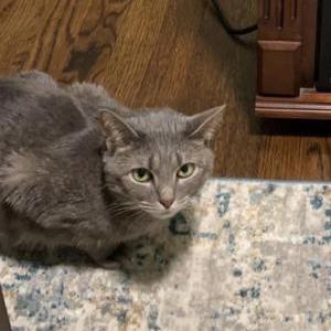 Image of Sage, Lost Cat