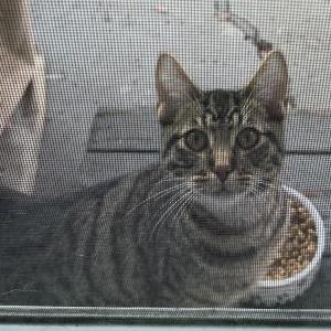 Found Cat Unknown