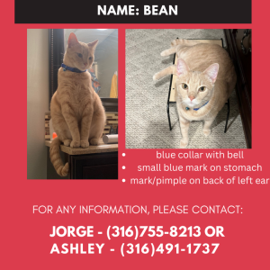Lost Cat bean