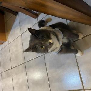 Lost Cat Maurice/Prince