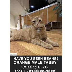 Lost Cat Beans