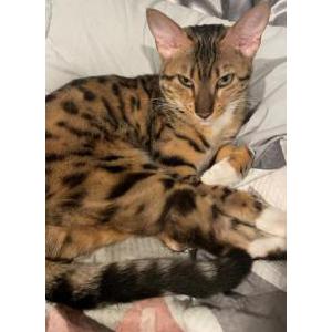 Lost Cat Cleo