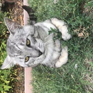 Lost Cat Bonnie