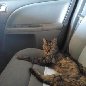 Lost Cat April