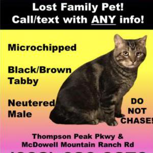 Lost Cat Bagel