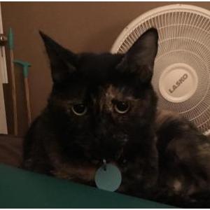 Lost Cat Lolita