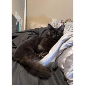 Image of Emilio, Lost Cat