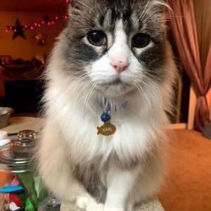 Image of Earl, Lost Cat
