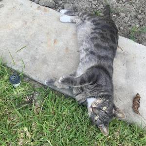 Lost Cat Bowie