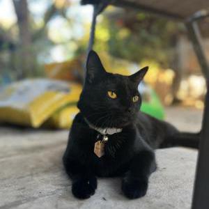 Lost Cat Midnight