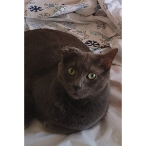 Lost Cat Prince/Fatboy