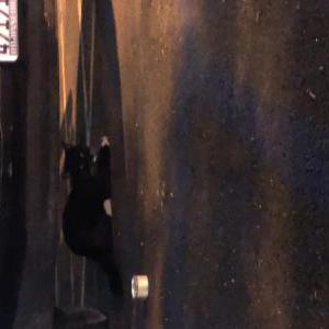 Found Cat Unknown