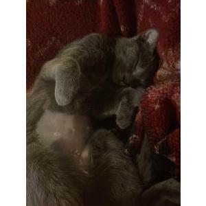 Image of Night-Shade, Lost Cat