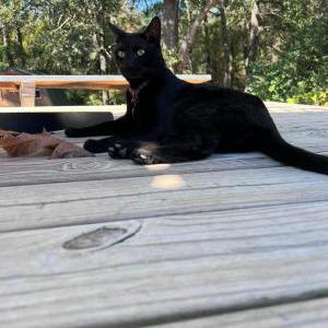 Lost Cat Binx