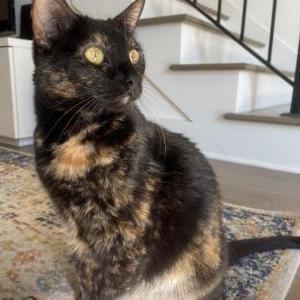 Image of Luna, Lost Cat