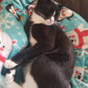 Lost Cat Morgana