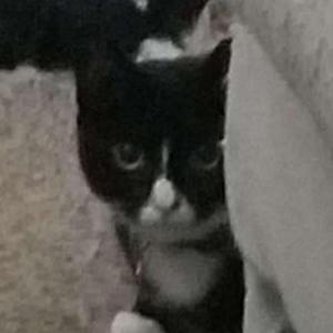 2nd Image of Morgana, Lost Cat