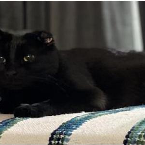 Lost Cat Onyx