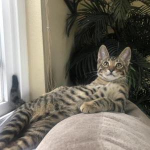 Lost Cat George