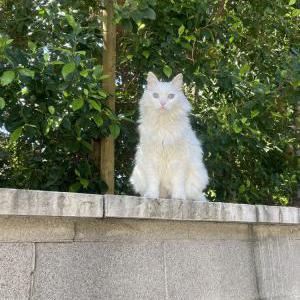 Lost Cat Whitey