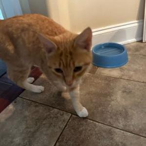 Found Cat unknown