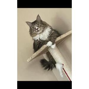 Lost Cat Jack