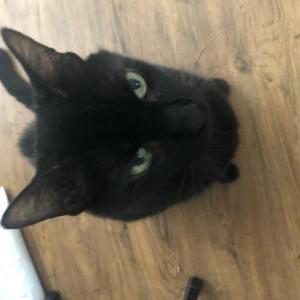 Lost Cat Jasper