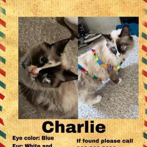 Lost Cat Charlie