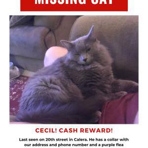 Image of Cecil, Lost Cat