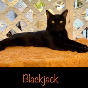 Lost Cat Blackjack