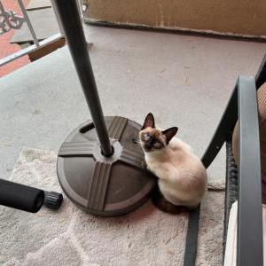 Lost Cat Tofu