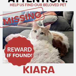 Lost Cat Kiara
