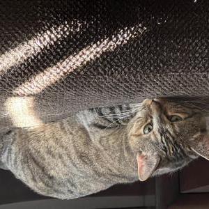 Image of Ruthie, Lost Cat