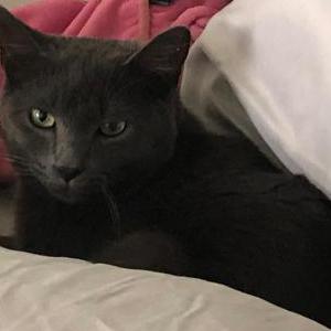 Lost Cat Woodrow