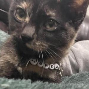 Image of Brownie, Found Cat