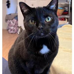 Image of Vaxi, Lost Cat