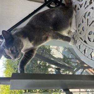 Lost Cat momo