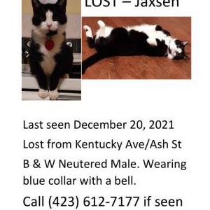 Lost Cat Jaxsen