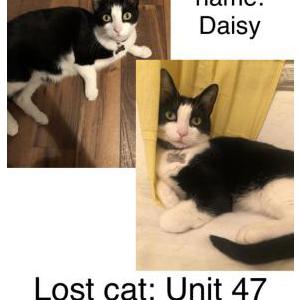 Lost Cat Daisy