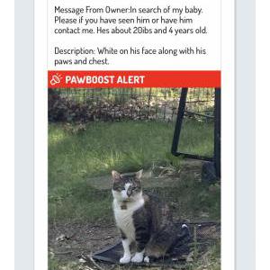 Image of Ace, Lost Cat