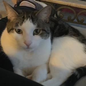 Lost Cat Emma