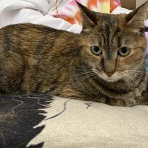 Image of Tiger, Lost Cat