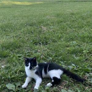 Lost Cat Oreo