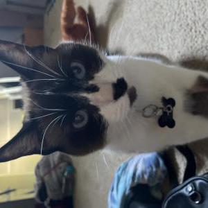 Lost Cat Daisy