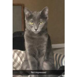Image of Hermey, Lost Cat