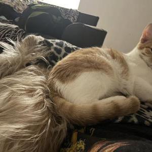 Lost Cat Citrine