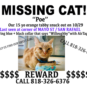 Lost Cat Poe