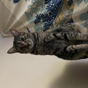 Lost Cat Jax